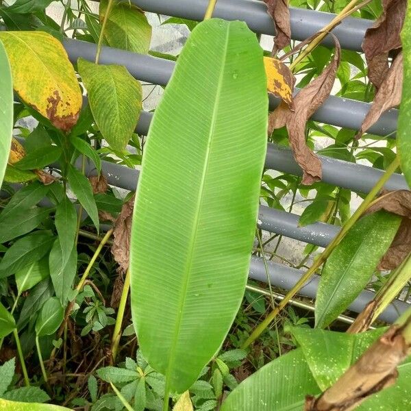 Musa coccinea 葉