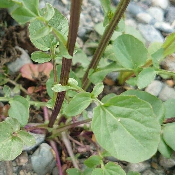 Barbarea orthoceras برگ