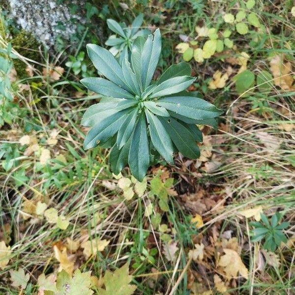 Daphne laureola 葉