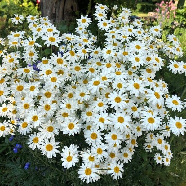 Tanacetum corymbosum Λουλούδι