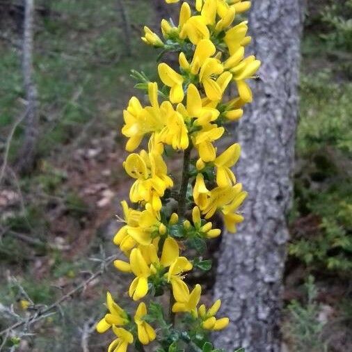 Genista scorpius Flor