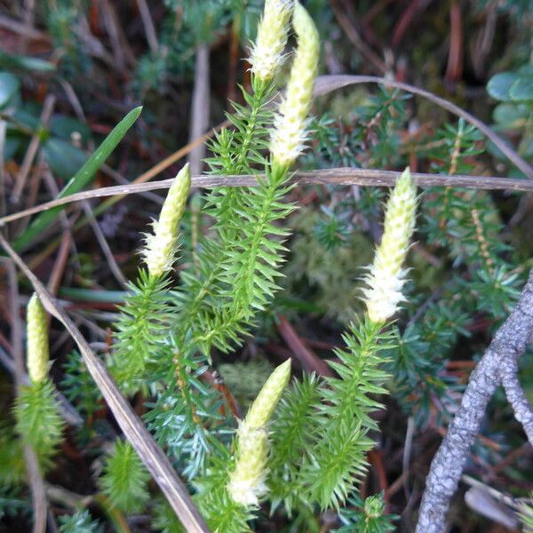 Lycopodium annotinum 花