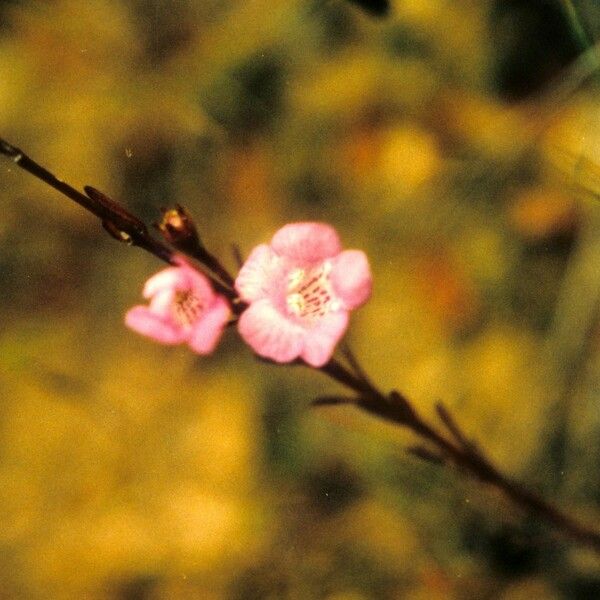 Agalinis skinneriana Flower
