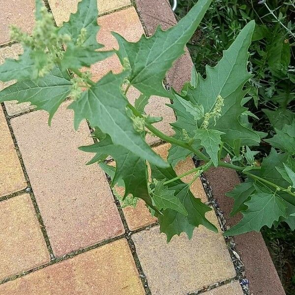 Atriplex micrantha Blad