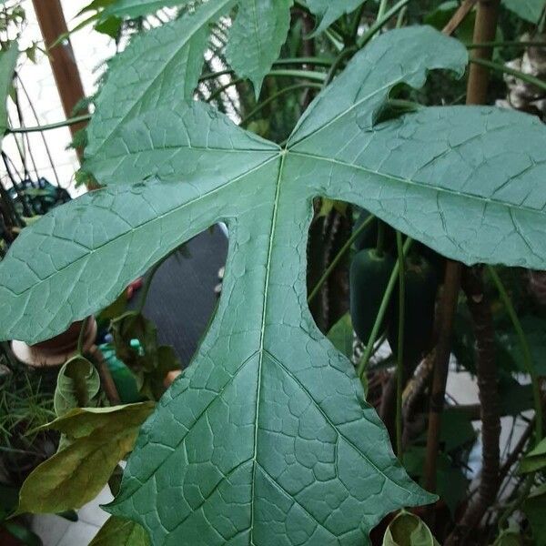 Vasconcellea pubescens Leaf