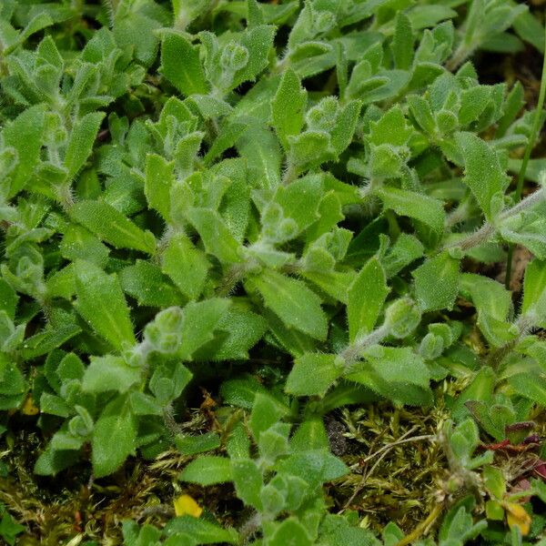 Aubrieta gracilis Листок