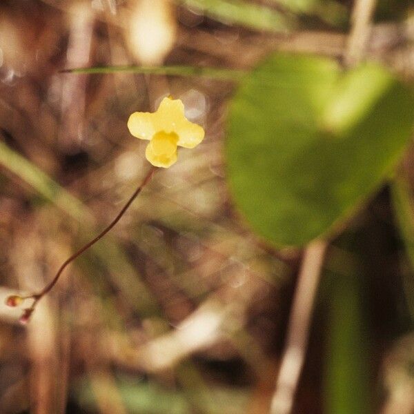 Utricularia subulata Hàbitat