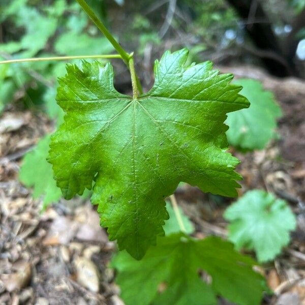 Vitis rotundifolia Blatt