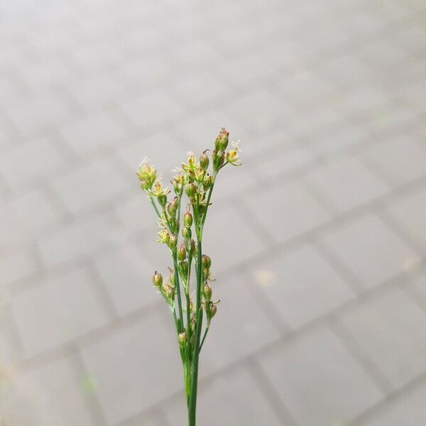 Juncus compressus Õis