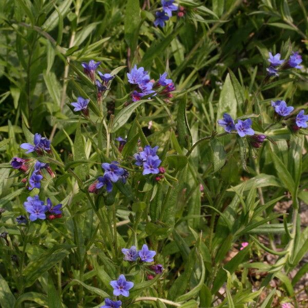 Asperugo procumbens Hábito