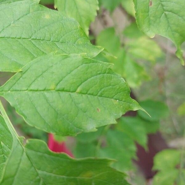 Campsis radicans पत्ता