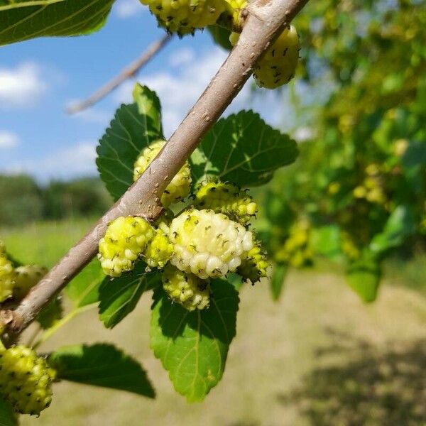 Morus alba Gyümölcs