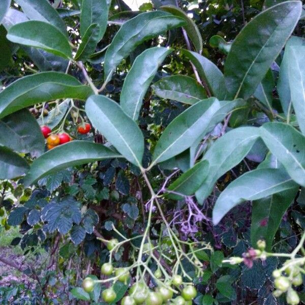 Bourreria succulenta Fruit