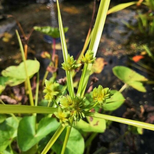 Cyperus difformis Flower