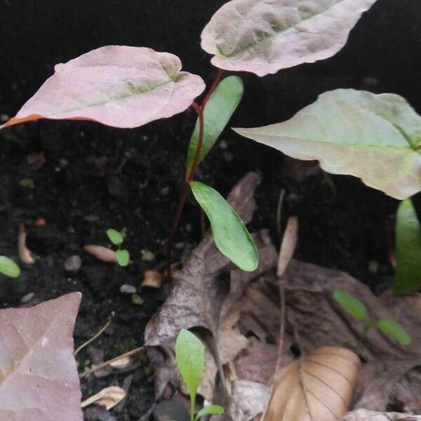 Fallopia convolvulus Folio