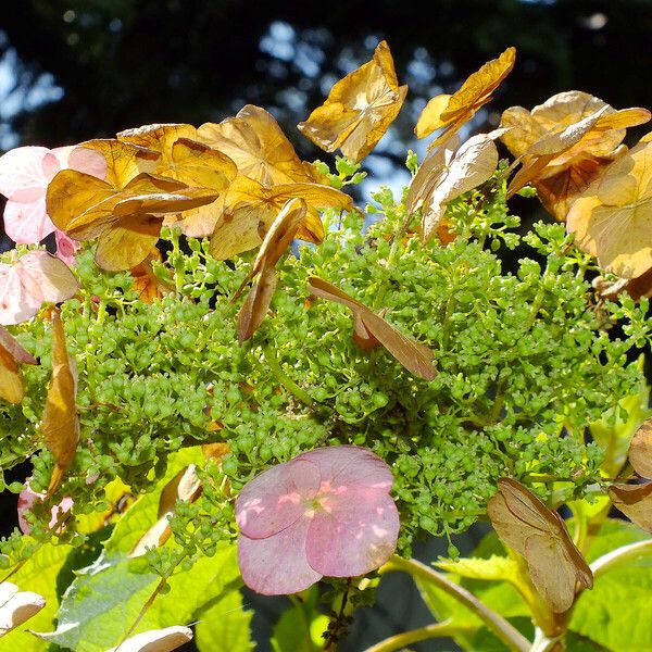 Hydrangea quercifolia Květ