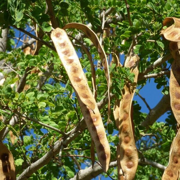 Albizia lebbeck फल