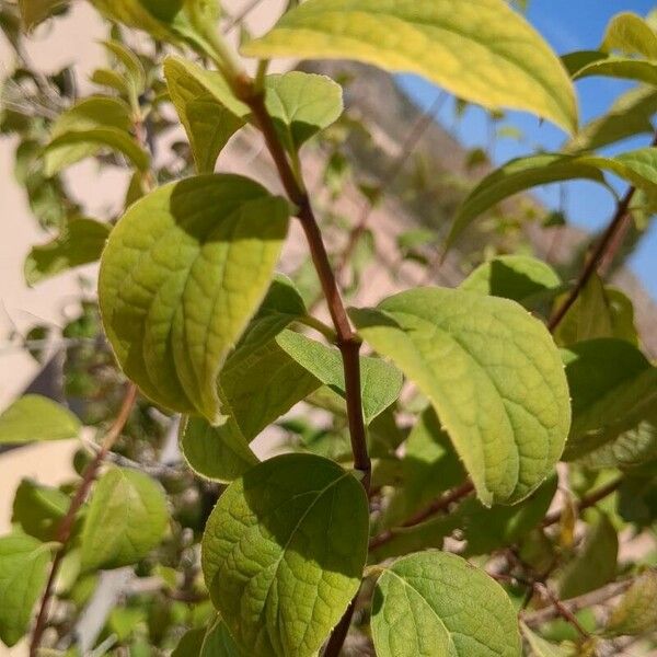 Jasminum officinale Blad