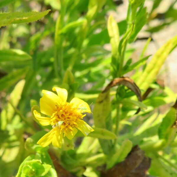 Dittrichia viscosa Kwiat