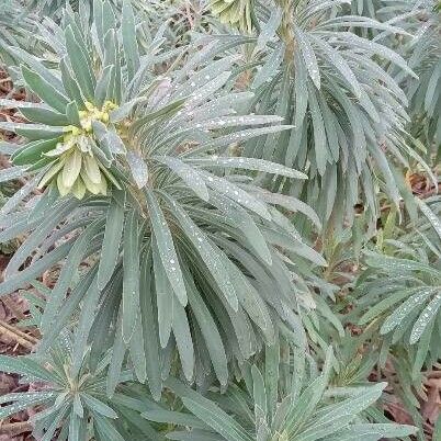 Euphorbia atropurpurea Leaf