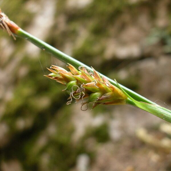 Carex brevicollis Flors
