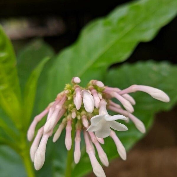 Rauvolfia serpentina Blüte