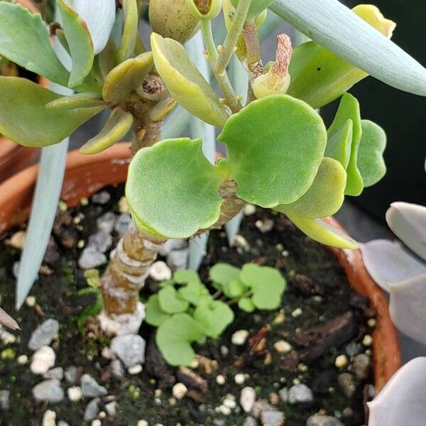 Kalanchoe glaucescens 葉