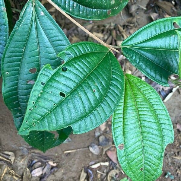 Miconia ciliata Lehti