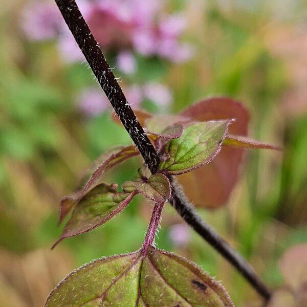 Origanum vulgare ᱪᱷᱟᱹᱞᱤ