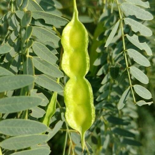 Sesbania drummondii Fruit