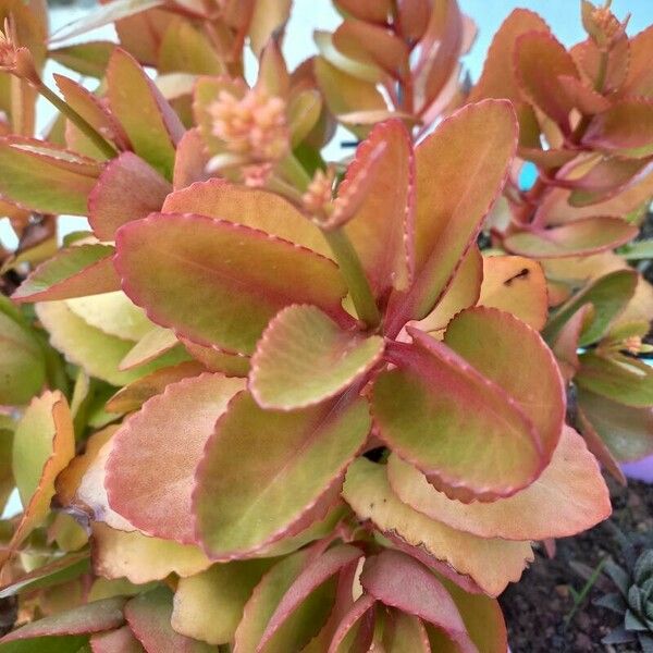 Kalanchoe crenata Blad