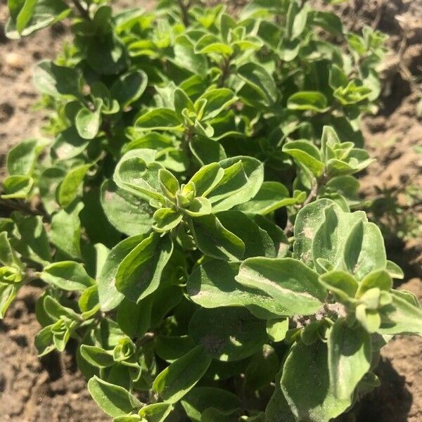 Origanum majorana Leaf