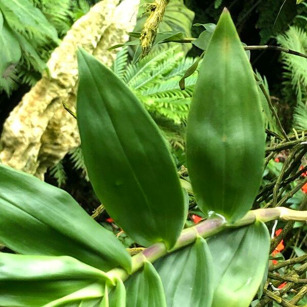 Dendrobium victoriae-reginae 果實