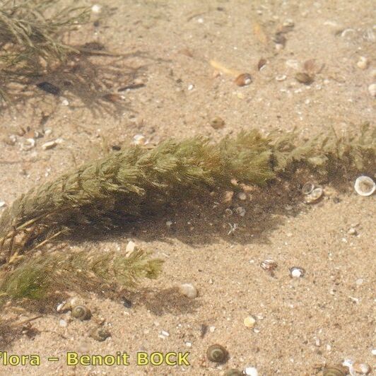 Myriophyllum verticillatum Övriga