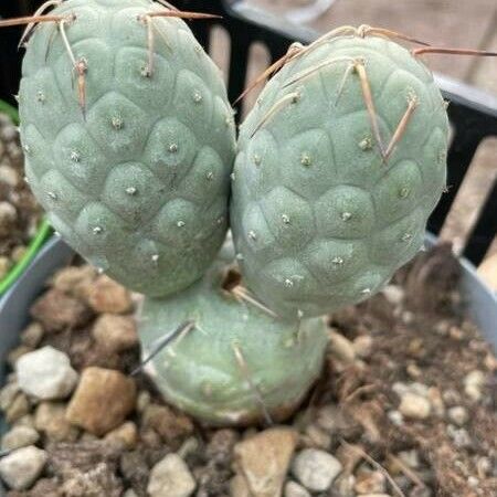 Tephrocactus alexanderi Bark