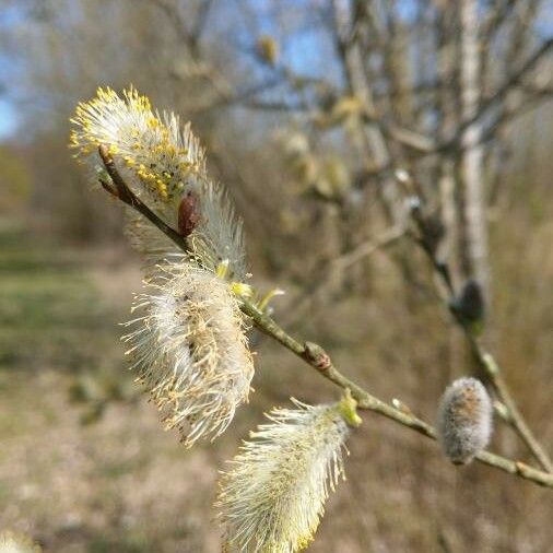 Salix daphnoides Flower