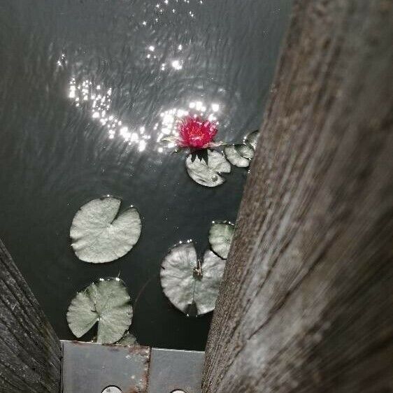 Nymphaea rubra Flor