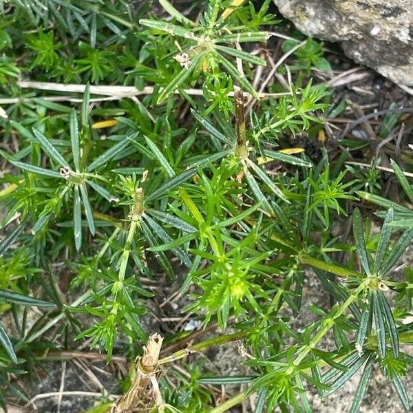 Galium verum برگ