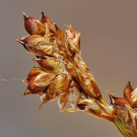 Carex brunnescens Fruto