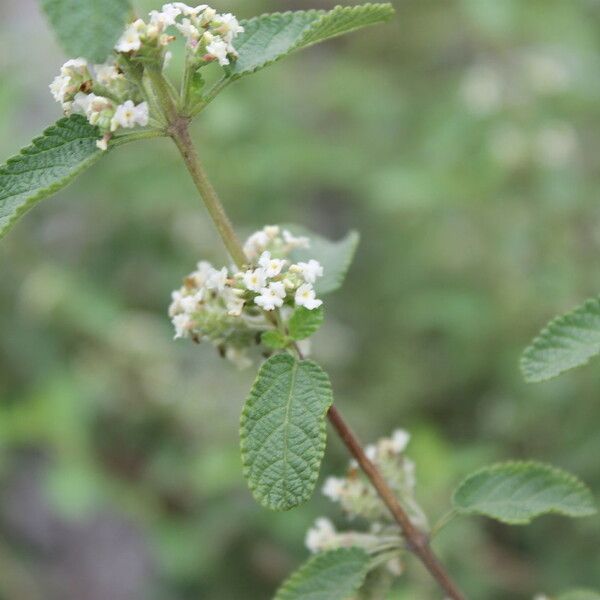 Lippia origanoides Costuma