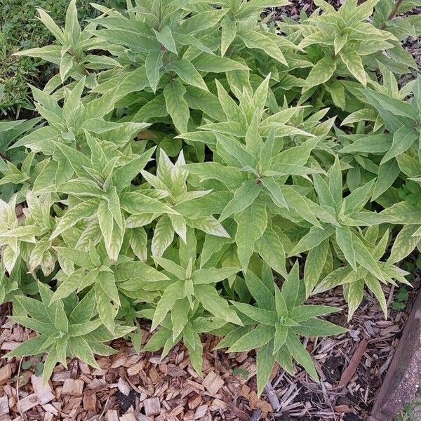 Lobelia tupa برگ