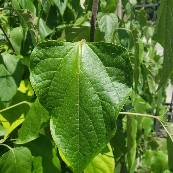 Clerodendrum trichotomum Blatt