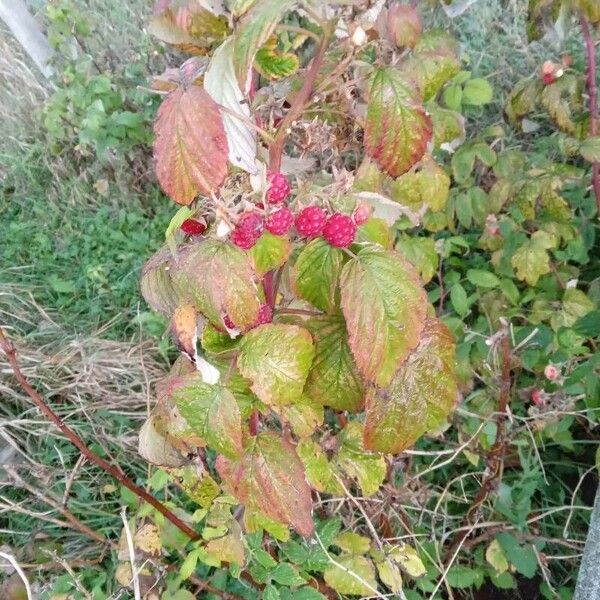 Rubus idaeus (Raspberry)