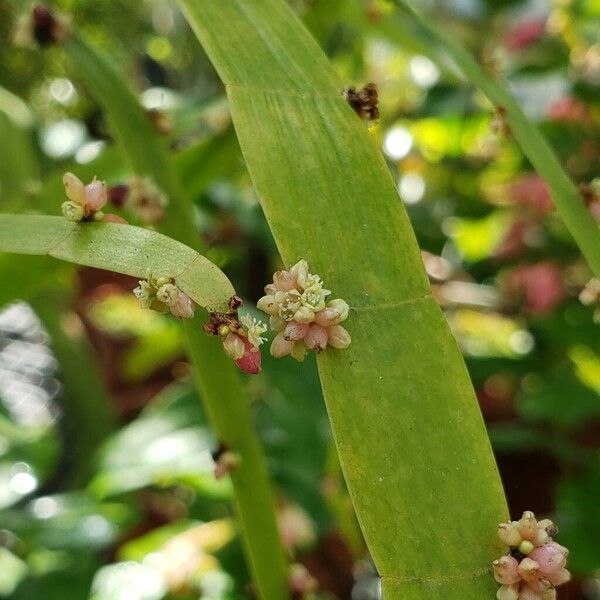 Muehlenbeckia platyclada Kvet