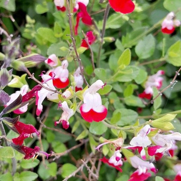 Salvia microphylla 花