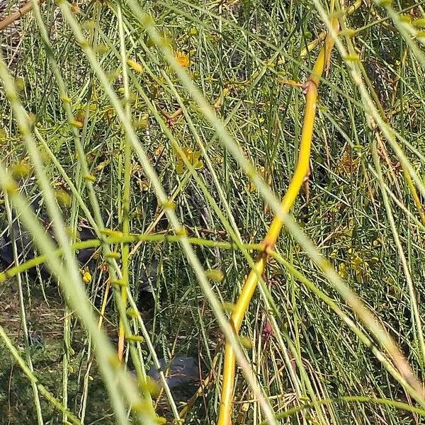 Parkinsonia aculeata Feuille