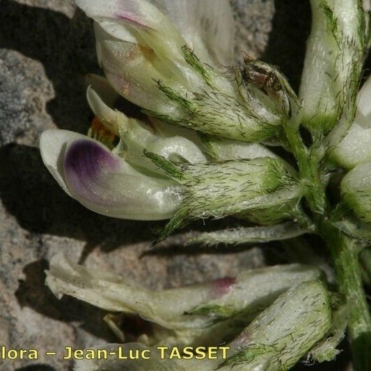 Astragalus depressus Autre