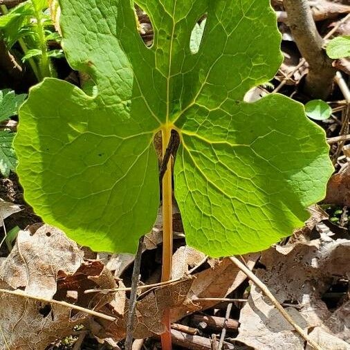 Sanguinaria canadensis Ліст