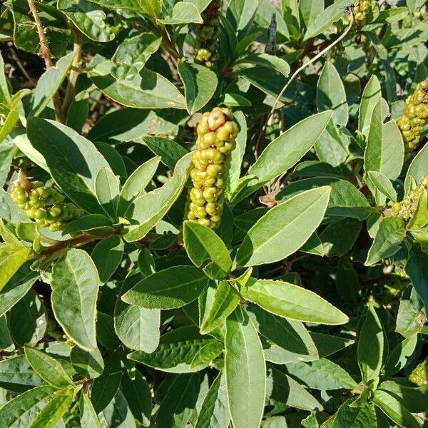 Phytolacca octandra برگ