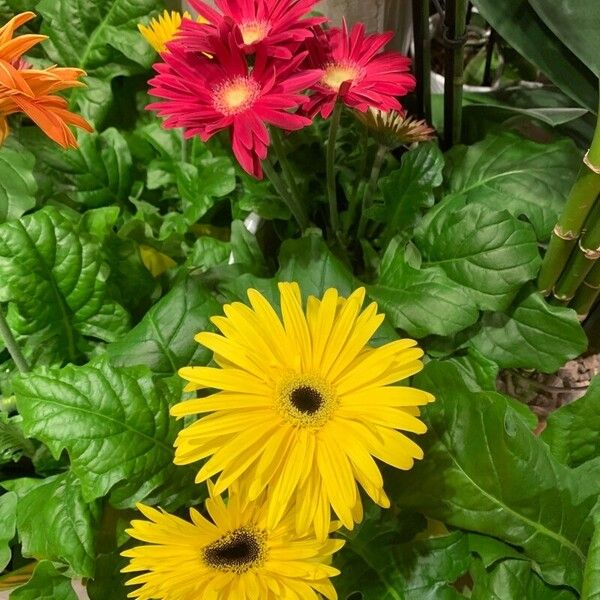 Gerbera leandrii പുഷ്പം